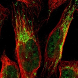 CCDC51 Antibody, Novus Biologicals:Antibodies:Primary Antibodies